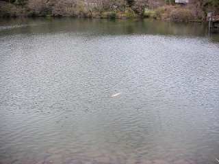 三ツ口池の鯉