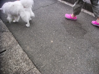 引越後、初散歩