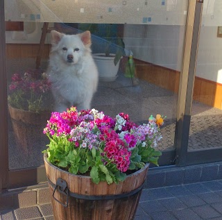 花を植えた。