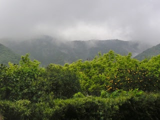 雨なので