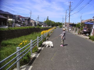 朝の散歩