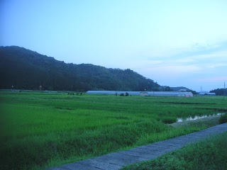 夕方散歩