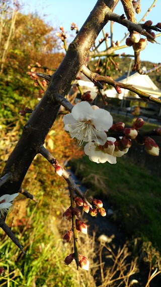 春ですねぇ。