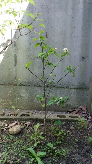 ハナミズキの花が咲いてきました