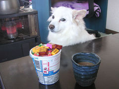 今日もチョコが